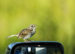 Friendly Bird